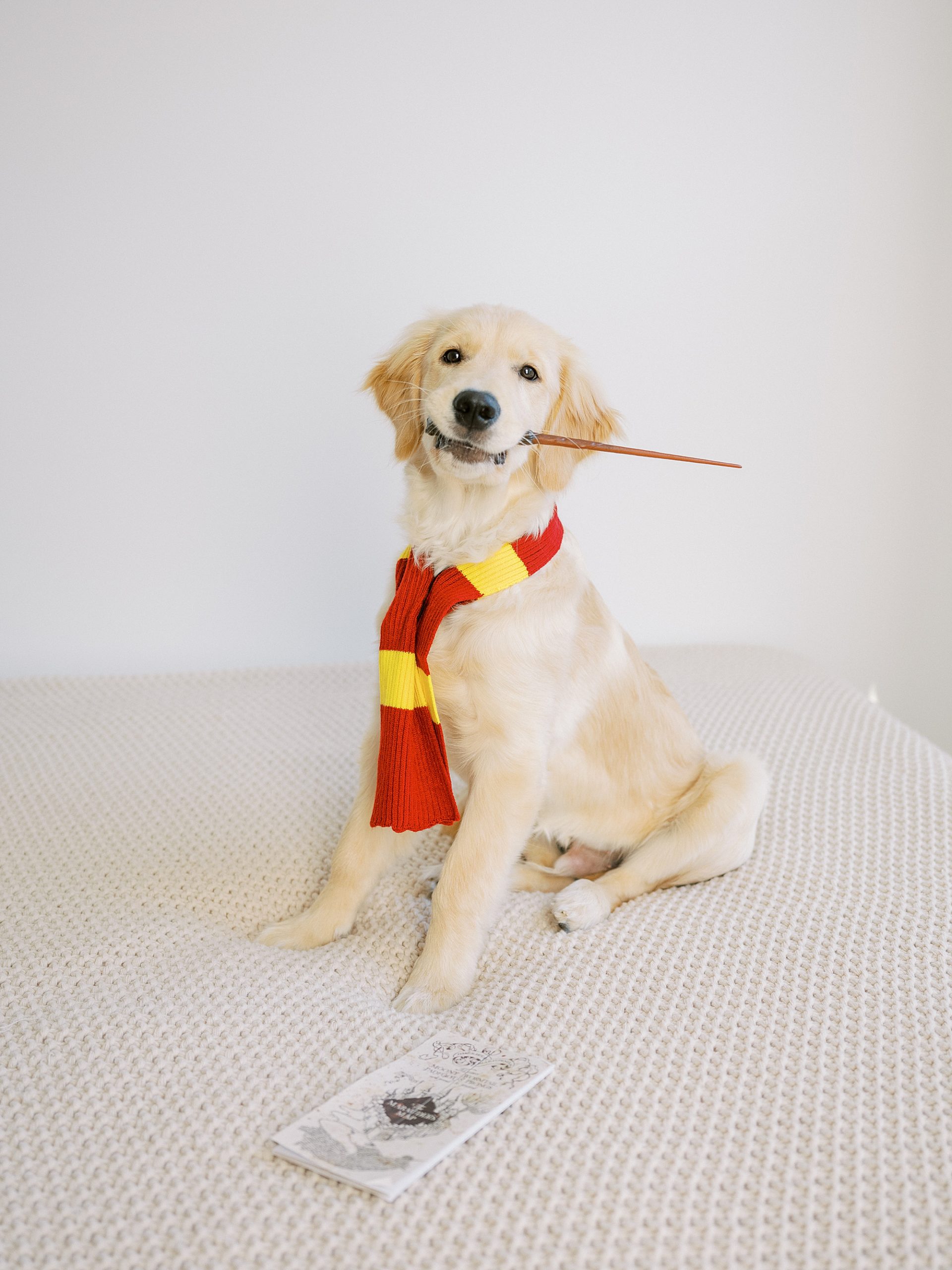 harry potter dog costume photo